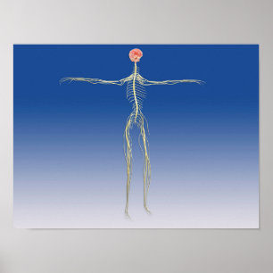 Centralt nervsystem med humant hjärna poster