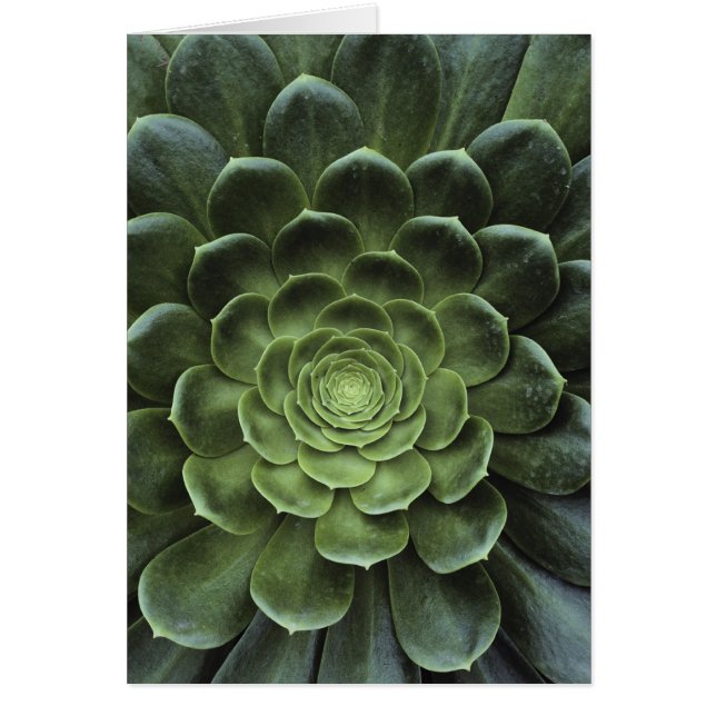 Centrera av kaktusen hälsningskort (Framsidan)