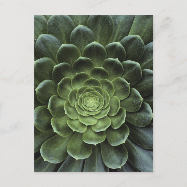 Centrera av kaktusen vykort (Framsida)