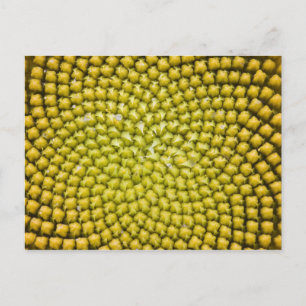 Centret för jätteblomma (Helianthus annuus) Vykort