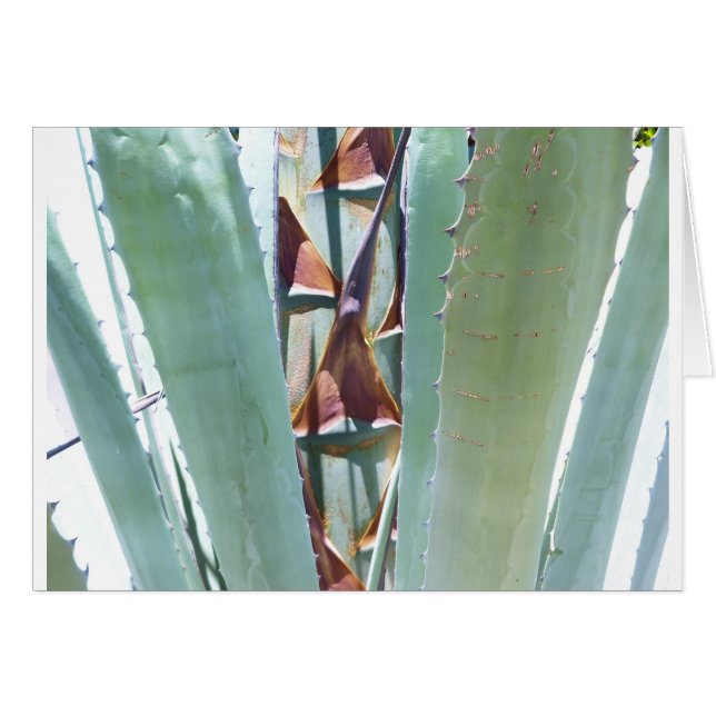 Centrifugväxter Hälsningskort (Framsidan Horizontal)