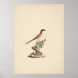 Centropus monachus (Blåhuvad sporrkuckuck) Poster