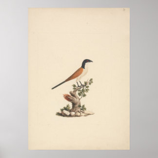 Centropus monachus (Blåhuvad sporrkuckuck) Poster