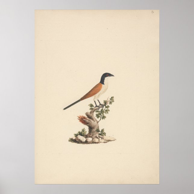 Centropus monachus (Blåhuvad sporrkuckuck) Poster (Framsidan)