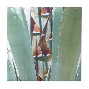 Century eller Agave Kakelplatta