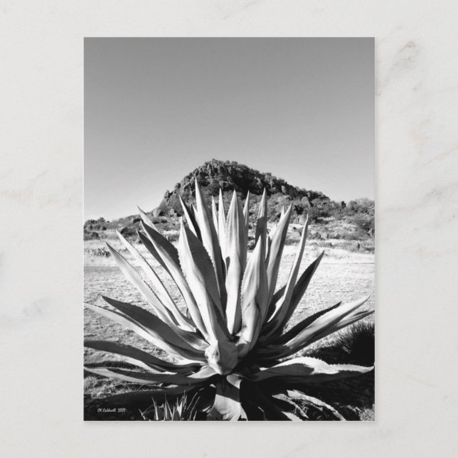 Century i Fort Davis Vykort (Framsida)