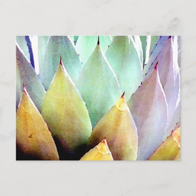 Century Plant nr 1 Vykort (Framsida)