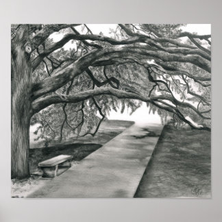 Century Träd Poster