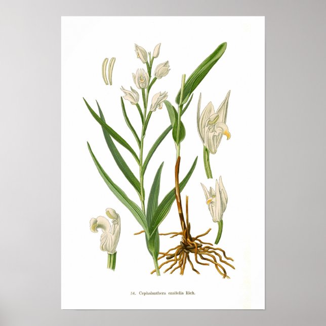 Cephalanthera ensifolia poster (Framsidan)