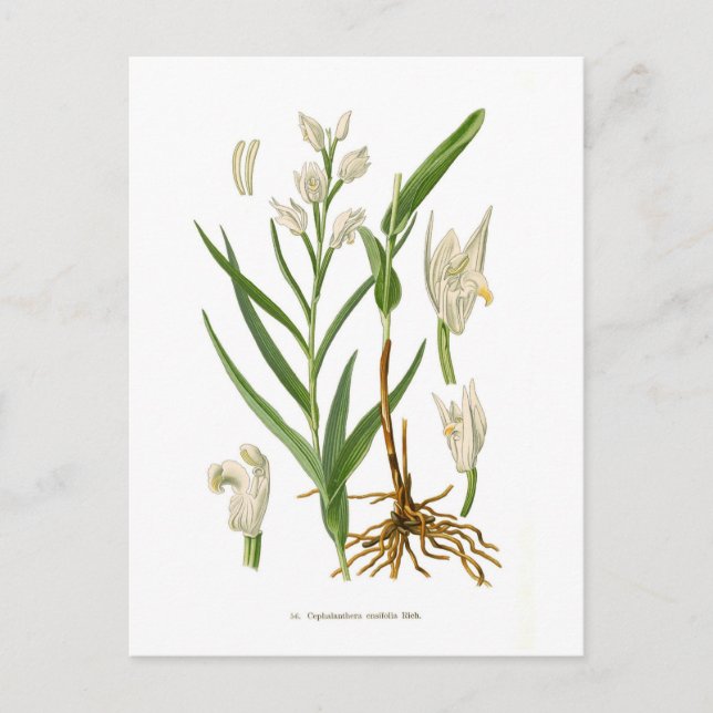 Cephalanthera ensifolia vykort (Framsida)