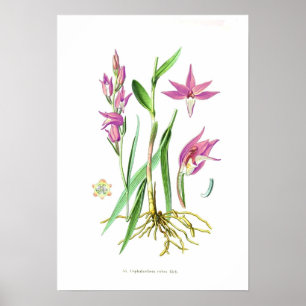 Cephalantherarubra Poster