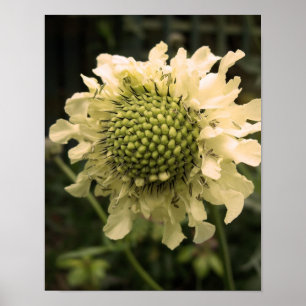 Cephalaria blommigt poster