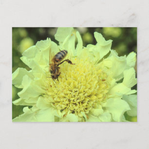 Cephalaria Gigantea med Bee Vykort