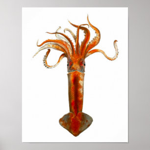 Cephalopod no.11 Red Squid Sea Life Print Poster
