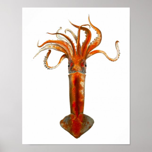 Cephalopod no.11 Red Squid Sea Life Print Poster (Framsidan)