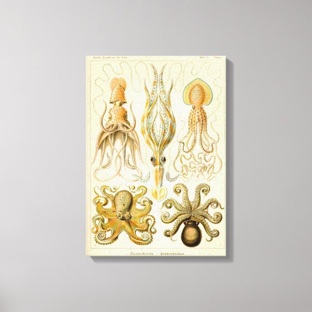 Cephalopod Octopus Squid Marine Natature Canvastryck (Framsida)