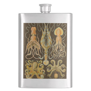 Cephalopod Octopus Squid Marine Natature Fickplunta