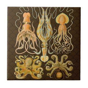 Cephalopod Octopus Squid Marine Natature Kakelplatta