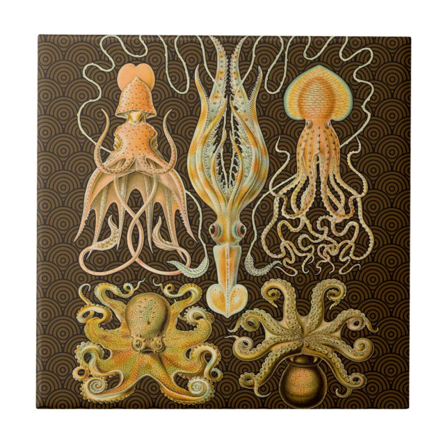 Cephalopod Octopus Squid Marine Natature Kakelplatta (Framsidan)