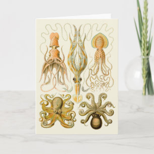 Cephalopod Octopus Squid Marine Natature Kort
