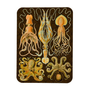 Cephalopod Octopus Squid Marine Natature Magnet