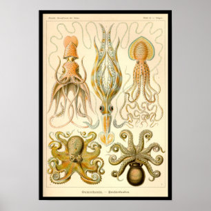 Cephalopod Octopus Squid Marine Natature Poster
