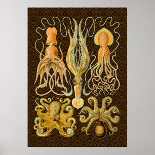 Cephalopod Octopus Squid Marine Natature Poster