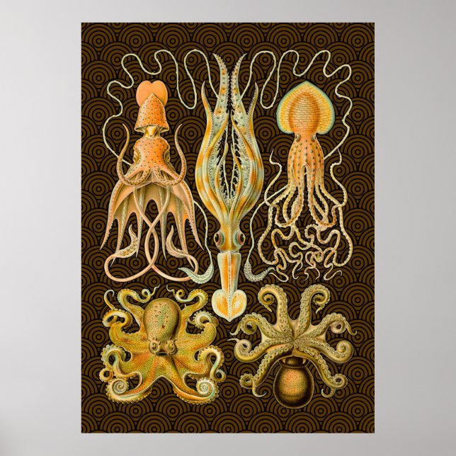 Cephalopod Octopus Squid Marine Natature Poster (Framsidan)