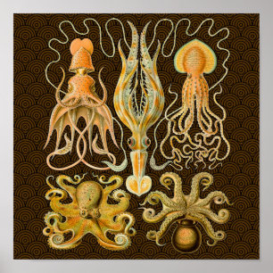 Cephalopod Octopus Squid Marine Natature Poster