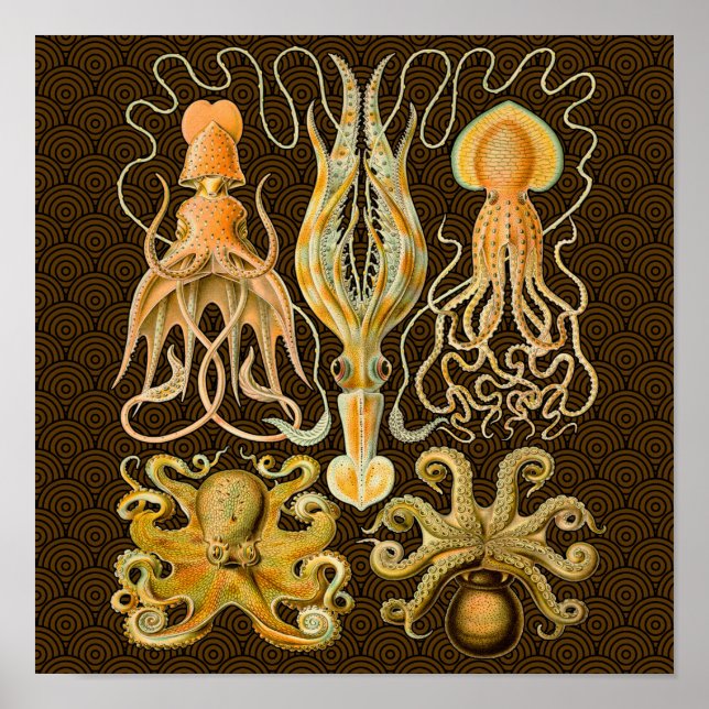 Cephalopod Octopus Squid Marine Natature Poster (Framsidan)