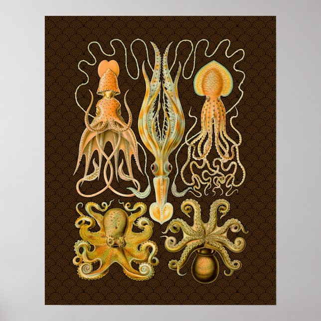 Cephalopod Octopus Squid Marine Natature Poster (Framsidan)