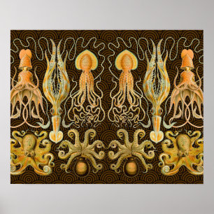 Cephalopod Octopus Squid Marine Natature Poster
