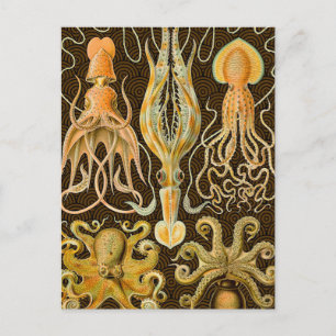 Cephalopod Octopus Squid Marine Natature Vykort