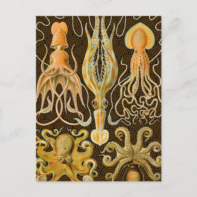 Cephalopod Octopus Squid Marine Natature Vykort (Framsida)