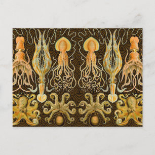 Cephalopod Octopus Squid Marine Natature Vykort