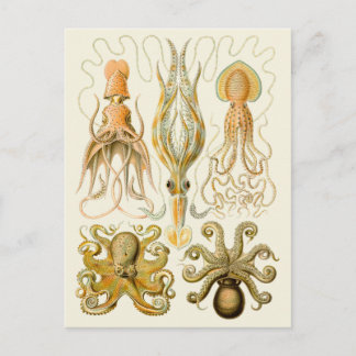 Cephalopod Octopus Squid Marine Natature Vykort