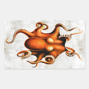 Cephalopoda av den hawaianska öklistermärken rektangulärt klistermärke