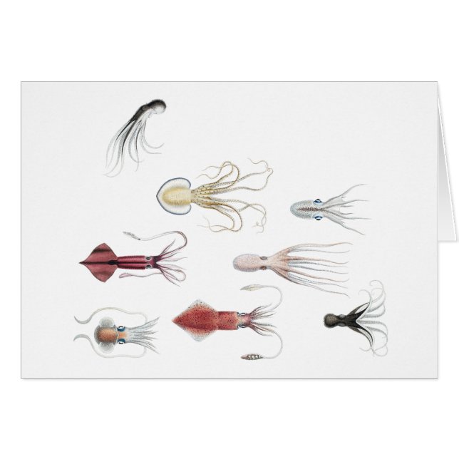 Cephalopodified OBS Kort (Framsidan Horizontal)