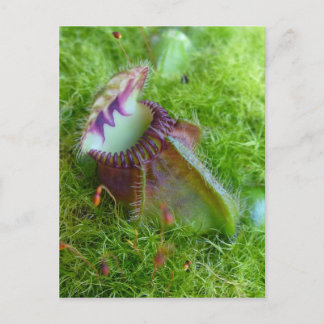 Cephalotus Vykort