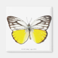 Cepora aspasia