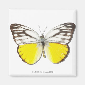 Cepora aspasia magnet