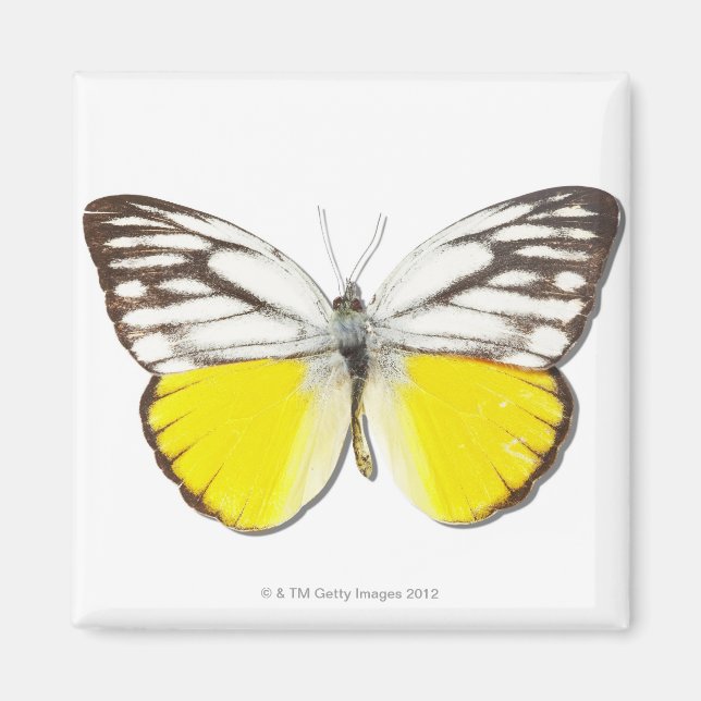 Cepora aspasia magnet (Framsidan)