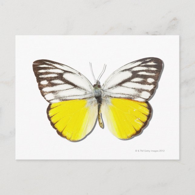 Cepora aspasia vykort (Framsida)