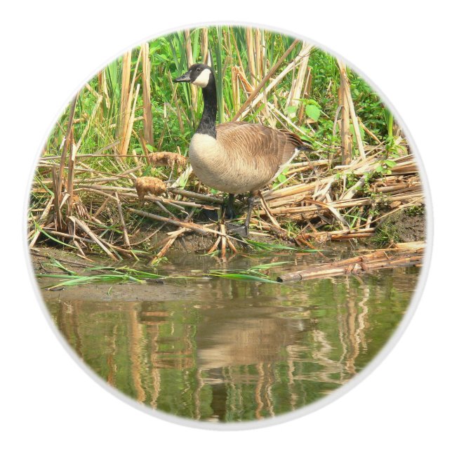 CERAMIC KNOB/CANADA GOOSE AT VATTEN KANT KNOPP (Framsidan)