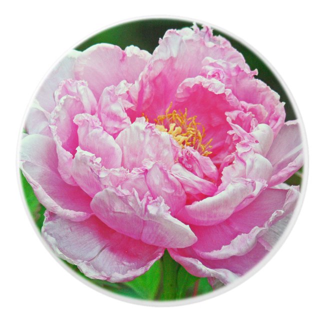 CERAMIC KNOB/ ROSA PEONY KNOPP (Framsidan)