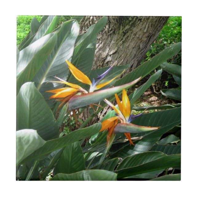 Ceramic Tile-Bird of Paradise Kakelplatta (Framsidan)