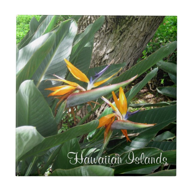 Ceramic Tile-Bird of Paradise Kakelplatta (Framsidan)