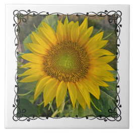 Ceramic Tile Kakelplatta