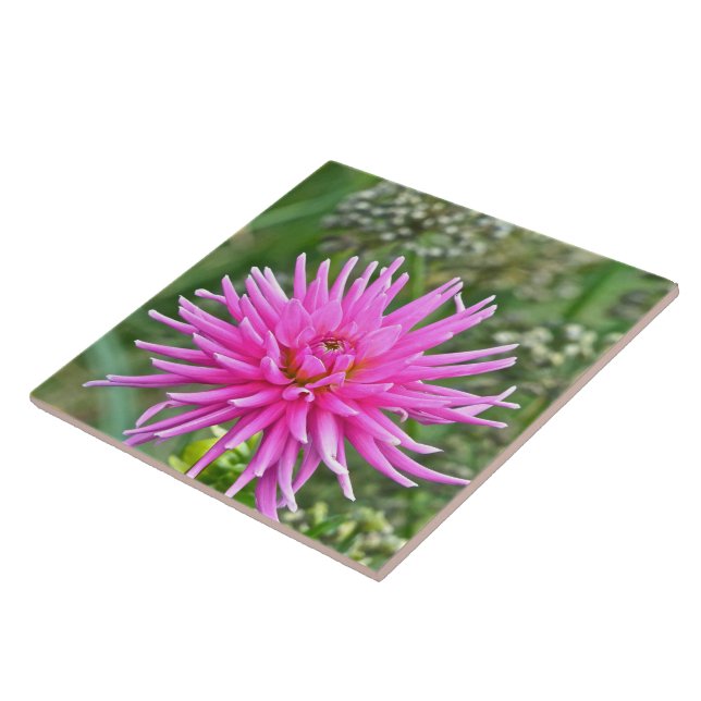 CERAMIC TILE /ROSA DAHLIA KAKELPLATTA (Sidan)