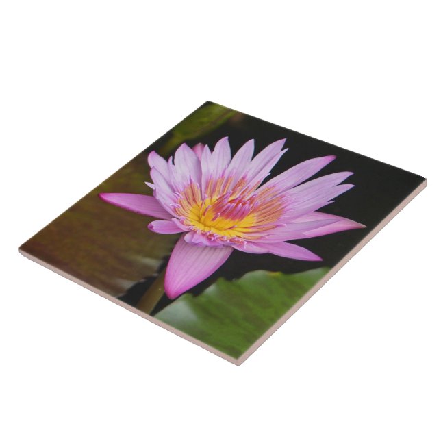 CERAMIC TILE/ROSA LOTUS BLOMMAR/GULT CENTER KAKELPLATTA (Sidan)